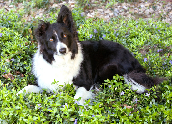 kippy-in-purple-flowers