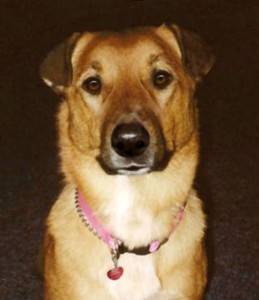 bailey-sitting-cropped